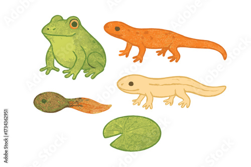 Collection of amphibian life cycle elements including frog, newt, salamander, tadpole, and lily pad