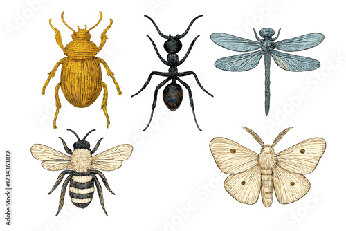 Detailed assortment of common flying and crawling insects including a golden beetle, black ant, blue dragonfly, striped bee, and cream moth