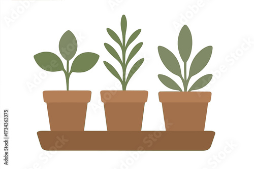 Collection of three potted green plants on a brown tray with diverse leaf designs for interior decoration and botanical themes