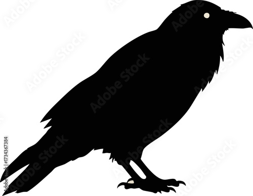 Black Crow Bird