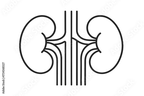 Kidneys linear icon. Human internal organ anatomy vector illustration. Urology or nephrology concept. Healthcare medical symbol. Urinary system logotype. Outline drawing.
