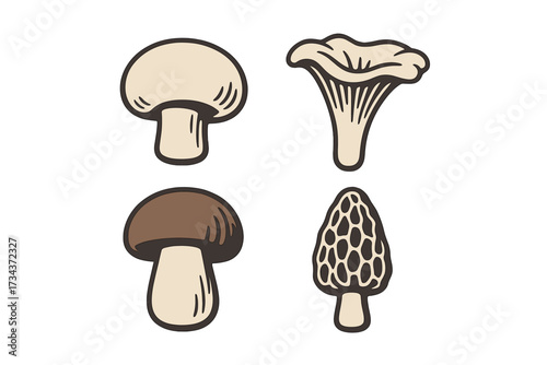 Assortment of common mushroom species including button, chanterelle, porcini, and morel fungi, a diverse collection
