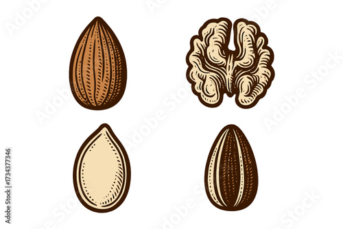 Nutritious assortment of healthy nuts and seeds featuring almond, walnut, pumpkin seed, and sunflower seed for food and snack designs