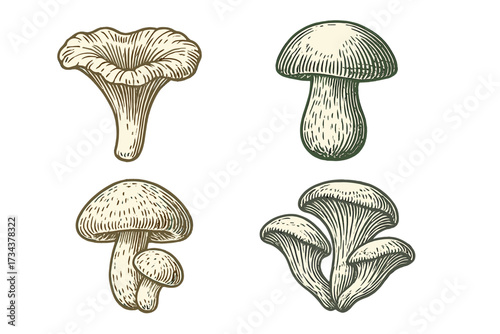 Collection of edible wild mushrooms including chanterelle, boletus, and oyster mushrooms in hand-drawn engraving style