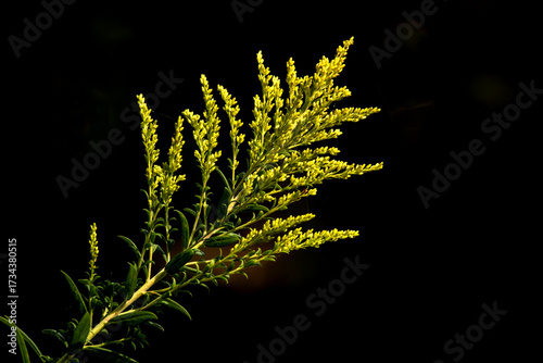 Blooming goldenrod flowers on black background, closeup photo.