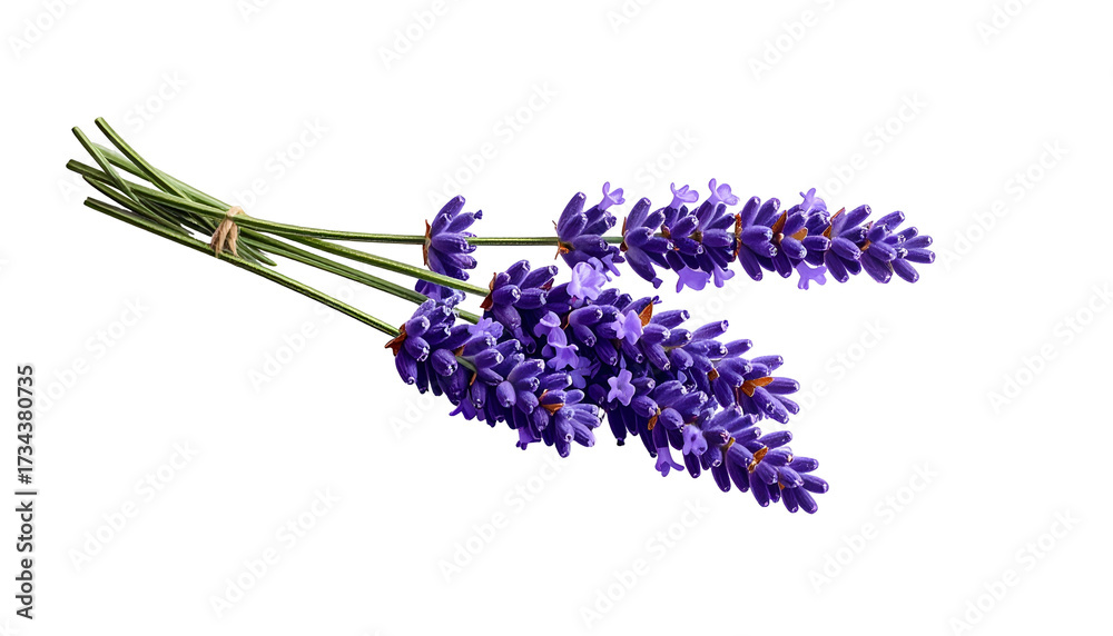 Fototapeta premium Vivid image of fresh lavender bunch against a black backdrop