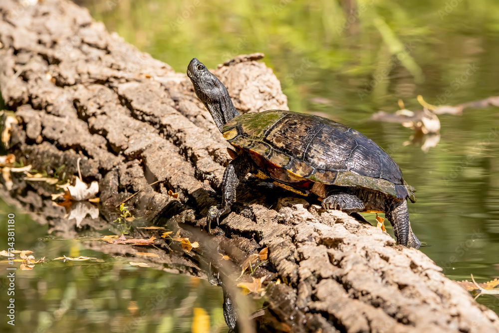 Fototapeta premium Painted turtle sunning on a log on a summer day in Iowa, closeup photo.