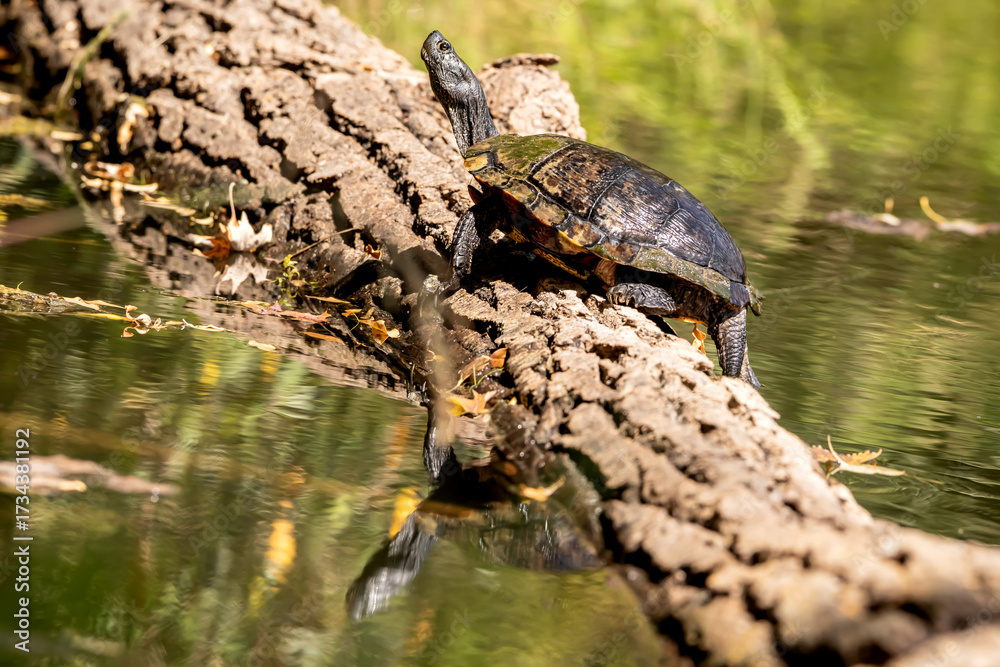 Obraz premium Painted turtle sunning on a log with its reflection in the water on a summer day in Iowa. 