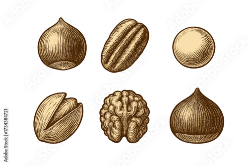 Assortment of healthy nuts including hazelnut, pecan, almond, pistachio, walnut, and chestnut in an engraved style