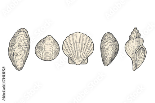 Detailed engraved style collection of various ocean seashells and bivalve mollusks including scallop, oyster, clam, and conch shells