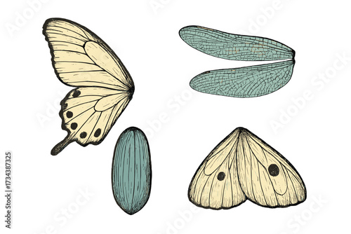 Detailed collection of various insect wings including butterfly, moth, and dragonfly, alongside a chrysalis, presented in a vintage natural history style