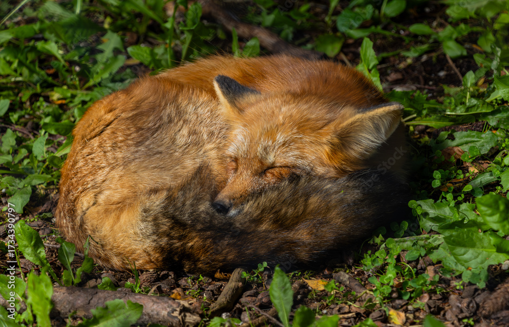Fototapeta premium Rotfuchs beim schlafen