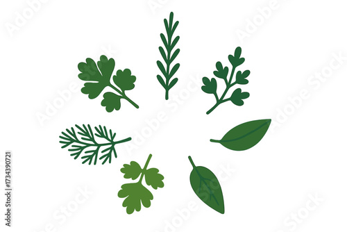 Assortment of fresh green culinary herbs and aromatic leaves including parsley, rosemary, dill, and bay leaf arranged in a circular pattern