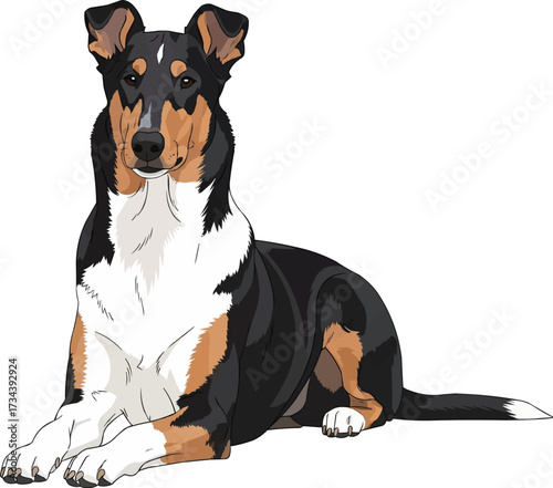Smooth Collie dog lying down with raised head vector illustration