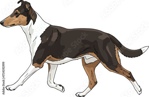 Smooth Collie dog walking trotting side view vector illustration