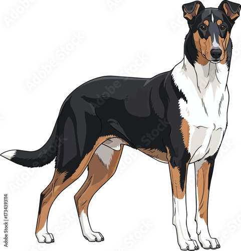 Smooth Collie dog standing alert stance vector illustration