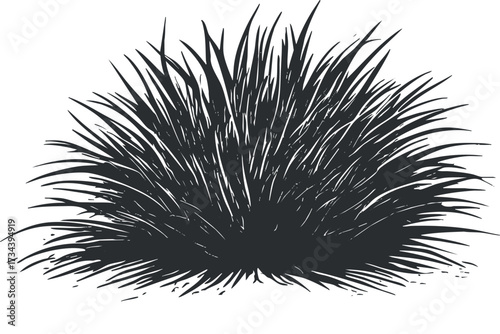 Illustration of a bush with long grass-like leaves, suitable for nature and landscape themes..