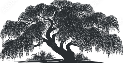 A detailed silhouette of a majestic willow tree with sweeping branches and leaves..