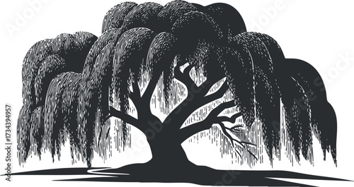 A silhouette of a majestic willow tree with hanging branches and lush foliage..