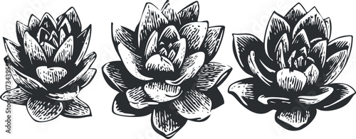 A detailed black and white illustration of three succulent plants showcasing their unique shapes..