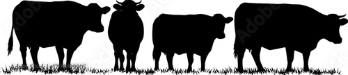 Four black cow silhouettes standing on grass isolated on white background silhouette
