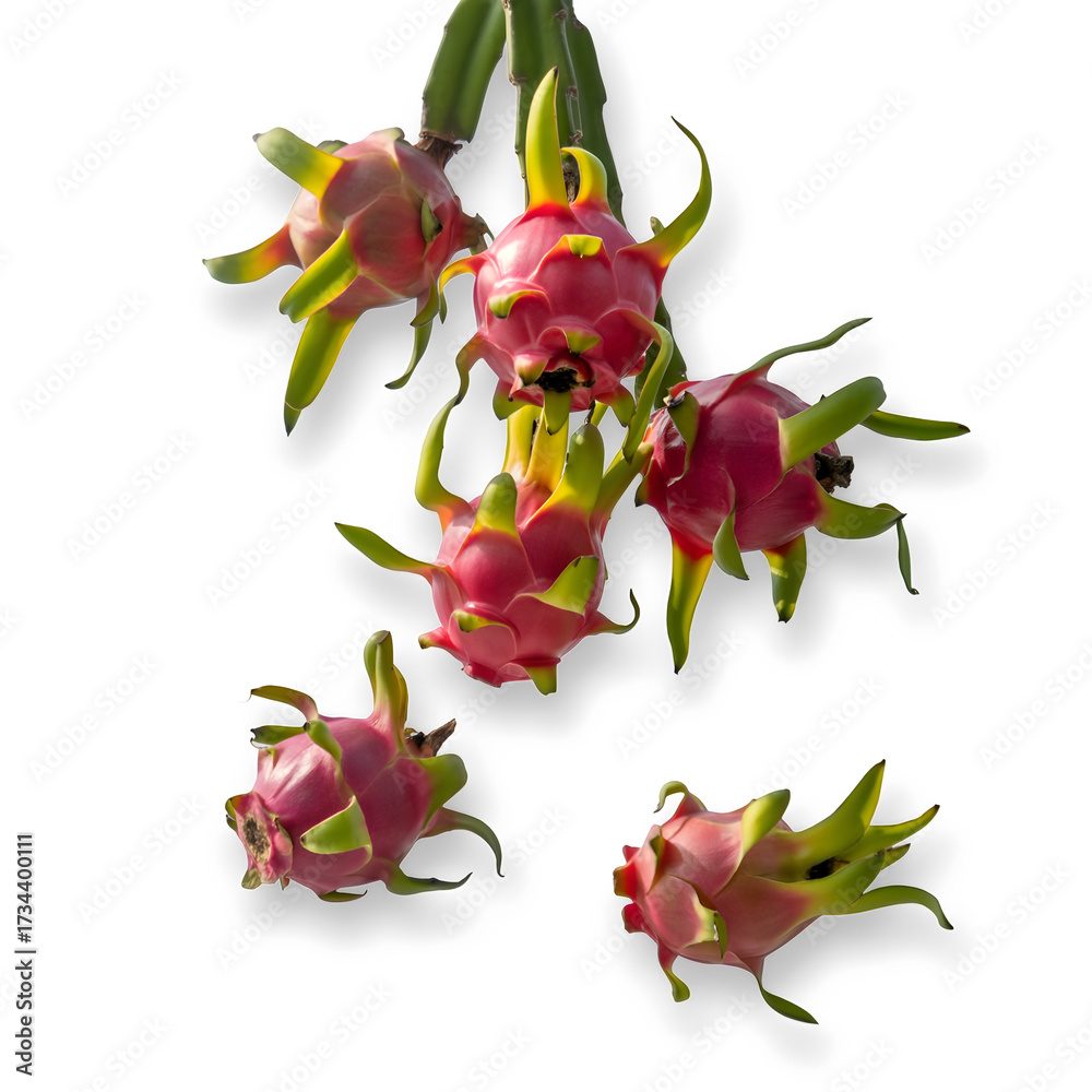 Obraz premium Ripe dragon fruits are hanging on the branches of the tree on transparent background.