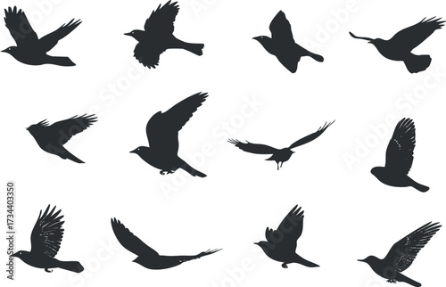 Collection of bird silhouettes in various flying poses for graphic design and illustration..
