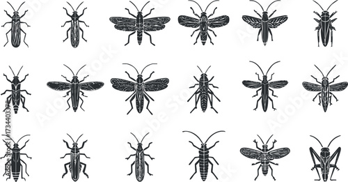 A collection of various insects depicted in black and white illustrations showcasing detailed designs..