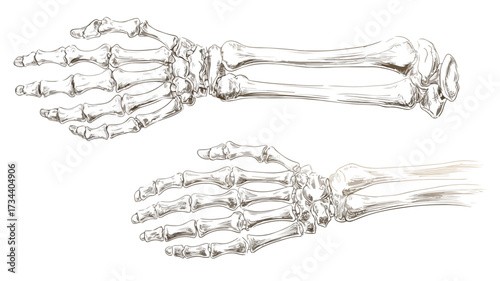 Detailed Arm and Hand Anatomy Skeleton Vector Illustration for Medical Education