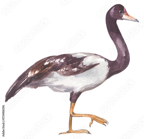 Magpie goose Australian native bird. Watercolor hand drawing painted illustration.