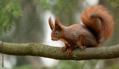 Quadro su tela Eurasian Red Squirrel on a Branch