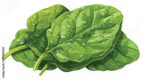 Fresh Spinach Clipart Vector Illustration Isolate