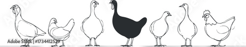 Illustration of various birds including chickens and a duck in a minimalist style..