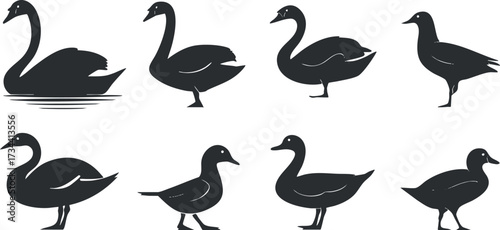 A collection of black and white silhouettes depicting various types of swans and ducks..