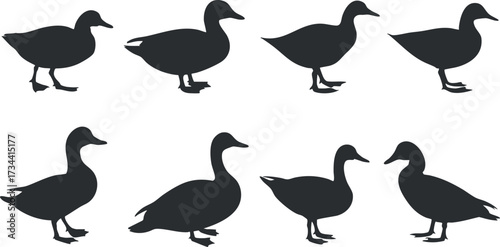 A collection of black silhouettes of ducks in various poses and angles for design purposes..
