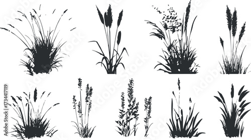 A collection of black silhouettes showcasing various types of grasses and wildflowers..