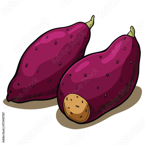 Illustration of two purple sweet potatoes