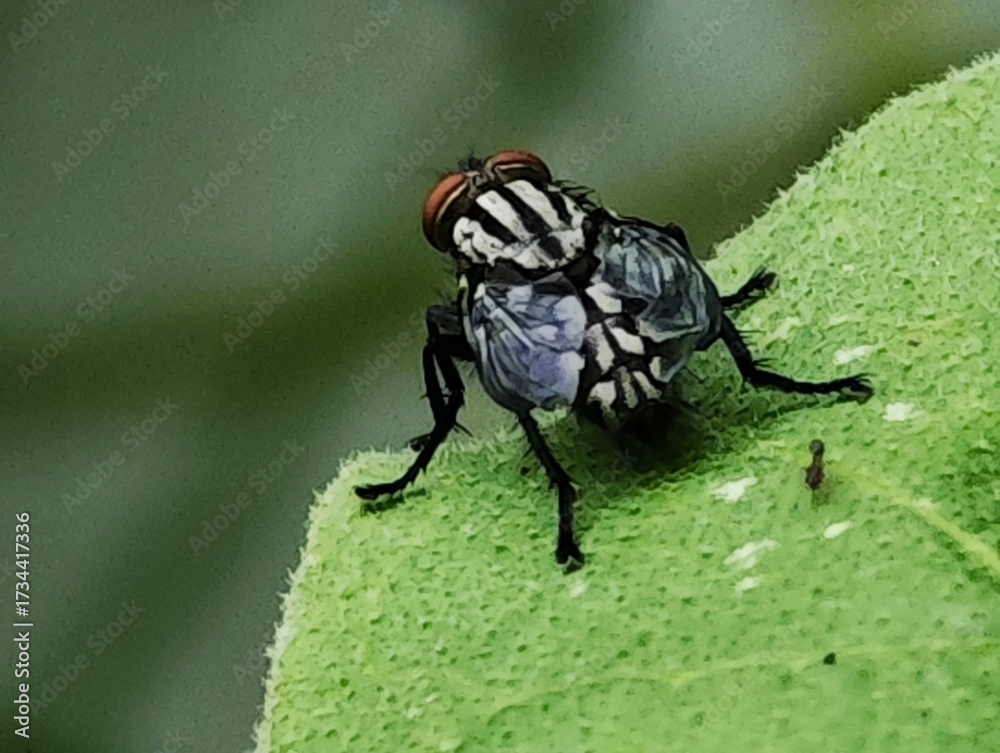 Naklejka premium fly on green leaf