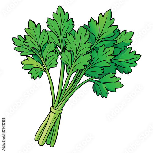 Illustration of a bunch of fresh parsley tied together