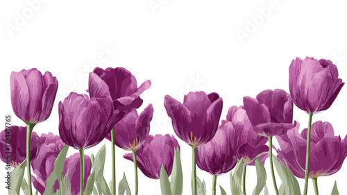 Elegant Purple Tulips on White Background Vector Illustration