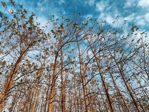Morning sunlight hits the teak forest in the dry season