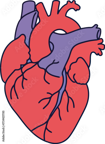 Human heart anatomy illustration vivid red and blue medical science graphic vector