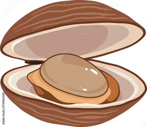 Fresh clam seafood illustration isolated open shell marine delicacy vector