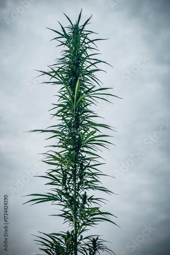 Wildly Growing Medical Marijuana cannabis 