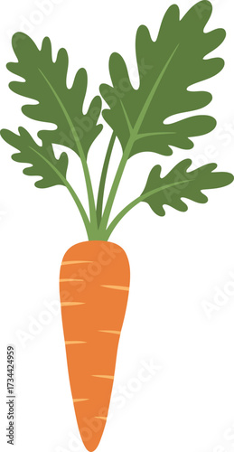 Fresh organic carrot root vegetable garden food healthy eating vector