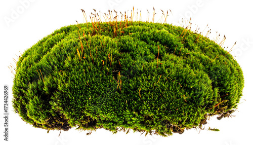 Lush, green moss clump with tiny stalks, isolated on white