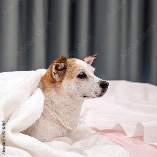 jack russell terrier puppy