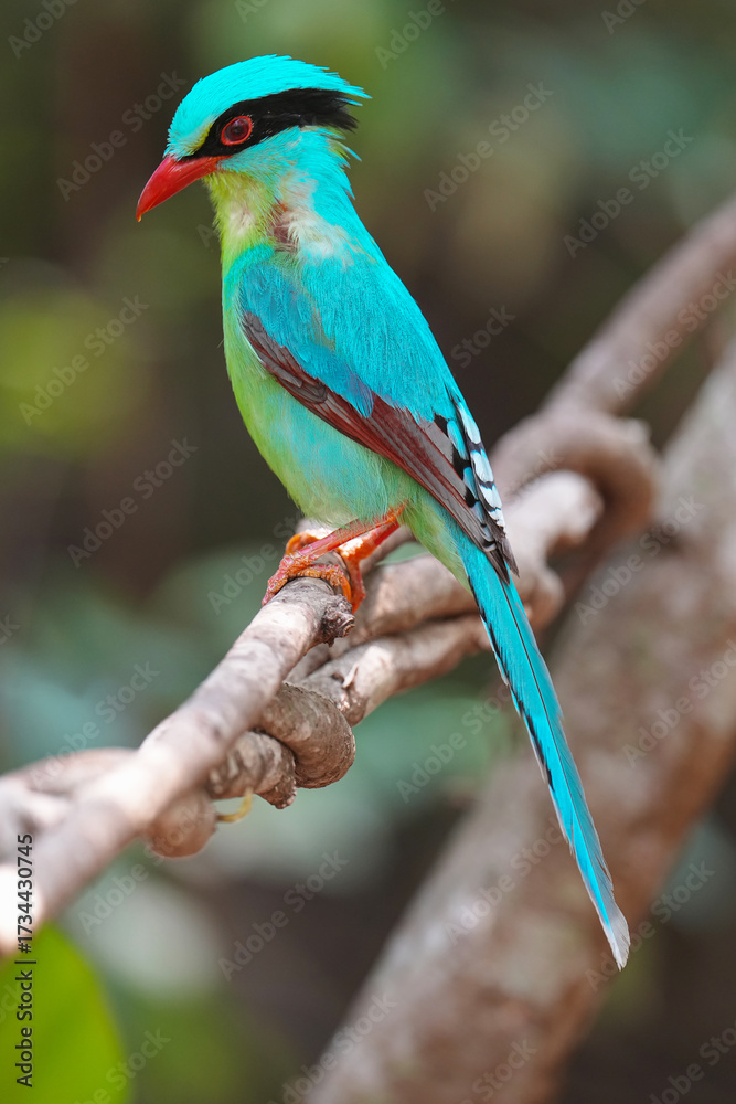 Obraz premium Common Green Magpie (Cissa chinensis) bird perching on branch. Bird watching in natural habitats in the forest.