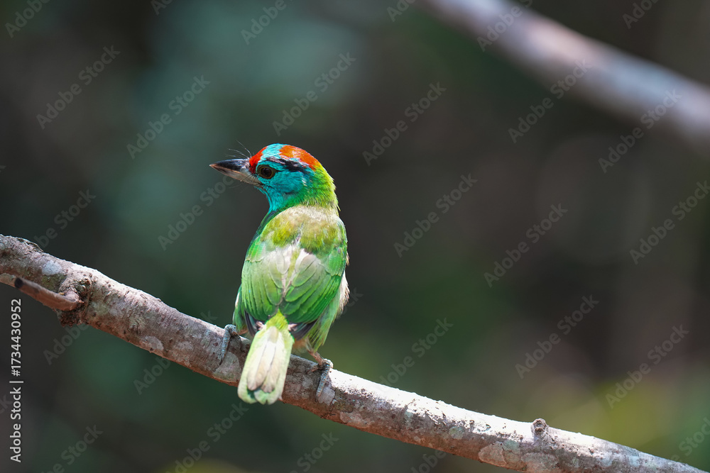 Obraz premium Blue-throated barbet (Megalaima asiatica) bird perching on branch. Bird watching in natural habitats in the forest.