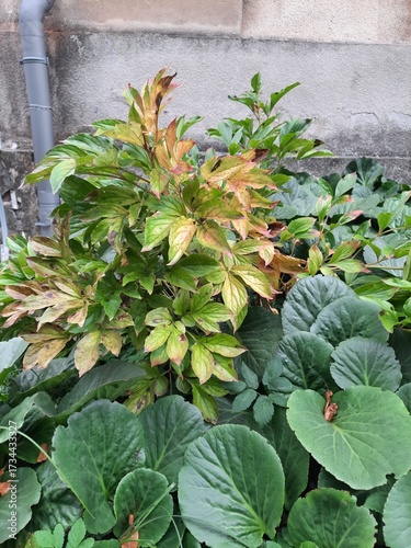 a yellow-green bush grows among green plants
